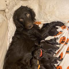 Boykin Spaniel Puppies from Drakes Creek Boykins LLC