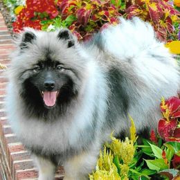Whimsy - Keeshond
