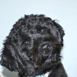 Australian Labradoodles from Loyal Heart Labradoodles