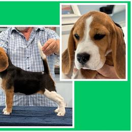 Freddi - Black tan and white female Beagle puppy in Union City, Pennsylvania from Everwind Beagles