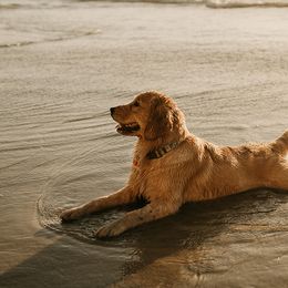 Golden Retrievers from Winter Hazel Golden Retrievers