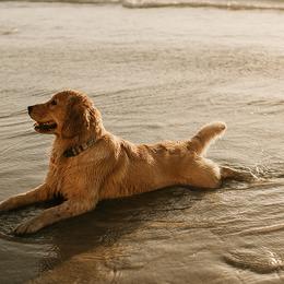 Golden Retrievers from Winter Hazel Golden Retrievers