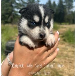 Runamok Wild Card - Joker - Wolf sable male Pomsky puppy in St. Maries, Idaho from Runamok Farm