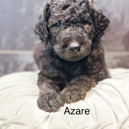 Azar - Chocolate male Goldendoodle puppy in Pasco, Washington from Camp Doodle Woods