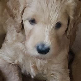 Goldendoodle Puppies from Southern Charm Goldendoodles