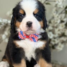 Dalia - pink collar - Tri-color female Bernese Mountain Dog puppy in Yuciapa, California from AlltheDoodlez_
