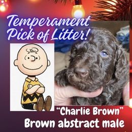 Charlie Brown - Brown male Poodle puppy in Pocatello, Idaho from Snugglebear Moyen Poodles of SE Idaho