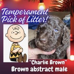 Charlie Brown - Brown male Poodle puppy in Pocatello, Idaho from Snugglebear Moyen Poodles of SE Idaho