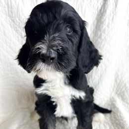 Diesel - male Bernedoodle puppy in Phelan, California from Willow Desert Doodles