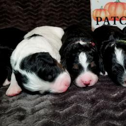 Bernedoodle puppies from Rose River Farms