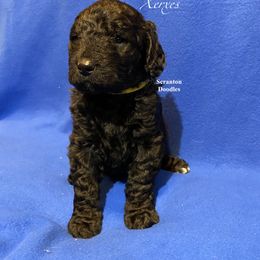 Goldendoodle Puppies from Scranton Goldendoodles