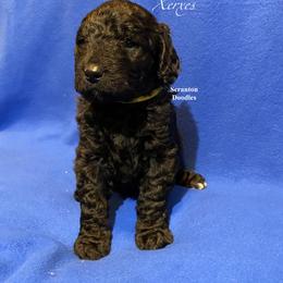Goldendoodle Puppies from Scranton Goldendoodles