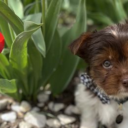 Collies and Yorkshire Terriers from Jolly Collies