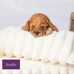 Sookie - Apricot female Cavapoo puppy in Eagle Mtn, Utah from North Ranch Doodles