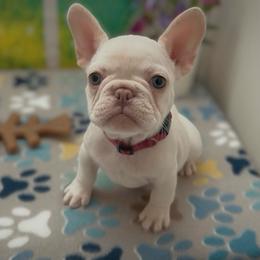Emmy - Cream female French Bulldog puppy in Spokane, Washington from Lilac City Frenchies