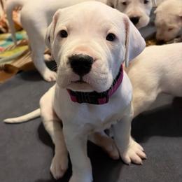 Dark Pink - White female Dogo Argentino puppy in Winter Haven, Florida from Wayward’s Dogos and Spellbound Greyhounds