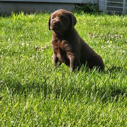 Labrador Retriever Puppies from Timberview Retrievers