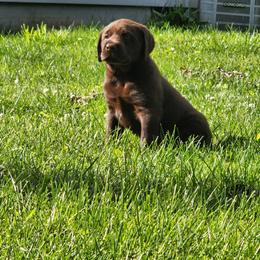 Labrador Retriever Puppies from Timberview Retrievers