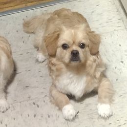 Companion Crosses and Russell Terriers from Jason's Pups
