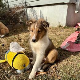 Wolf - Sable and white male Shetland Sheepdog puppy in Union, New Jersey from McDermon Shelties