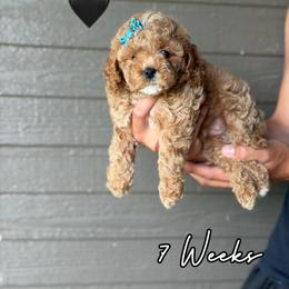 Mabel - Red female Cavapoo puppy in Runaway Bay, Texas from Green Ranch Doodles