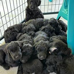 Schnoodle Puppies from Gunnie Luv, LLC