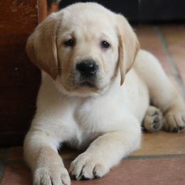 Labrador Retriever Puppies from Barefoot Labradors