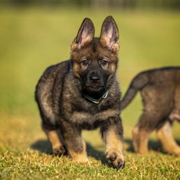 German Shepherd Puppies from Sommerfeld German Shepherds