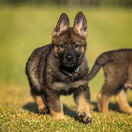 German Shepherd Puppies from Sommerfeld German Shepherds