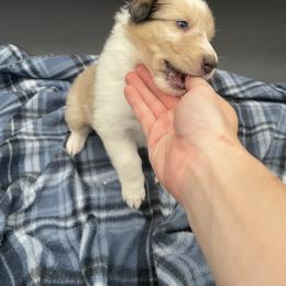 Maid - Sable merle and white female Collie puppy in Bamberg, South Carolina from Shakhor Ohr Collies and Pomeranians