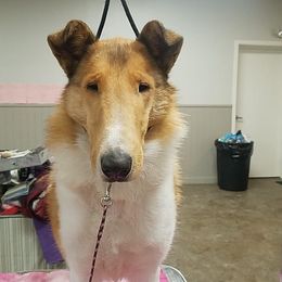 Azawakh, Collie, and Standard Schnauzer All Grown Up from Kokomo Kennels