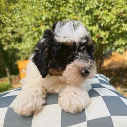 Buck - Phantom male Bernedoodle puppy in Sherman, Illinois from Shirl Doodle Life