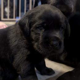 Boy 2 - Black male Labrador Retriever puppy in Kingfield, Maine from Maynard’s Labs
