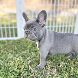 French Bulldog Puppies from Frenchies By Willows Pride