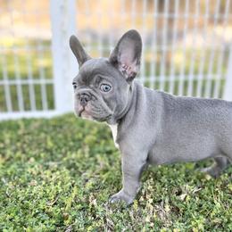 French Bulldog Puppies from Frenchies By Willows Pride