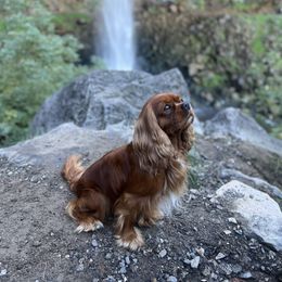 Cavalier King Charles Spaniel puppies from Bella Notte Cavaliers