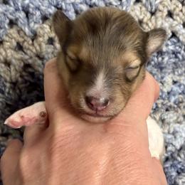 SUPERMAN - Sable & white male Toy Shetland Sheepdog puppy in Livonia, Michigan from M7’s Shelties, Toonies & AussieDoodles