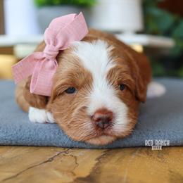 Bloom - Red  female Goldendoodle puppy in Salado, Texas from Red Ranch Dogs