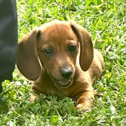 Dezi - Red female Dachshund puppy in Carrollton, Illinois from Kelly's Doxies