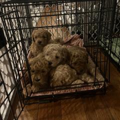 Labradoodle Puppies from News Mini Doodles