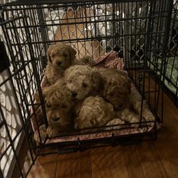 Labradoodle Puppies from News Mini Doodles