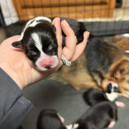 Patty - Black and tan female Pembroke Welsh Corgi puppy in Algona, Iowa from LTT Corgis