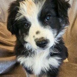 Vivian - Black tri female Miniature Australian Shepherd puppy in Kingman, Arizona from Waggin Bow Mini Aussies