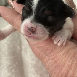 Millie Kate - Parti female Yorkipoo puppy in Fredericktown, Missouri from Doodle Pups Fur-Ever