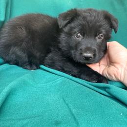 Black male - Black male German Shepherd puppy in Jennings, Kansas from Lost Creek German Shepherds LLC