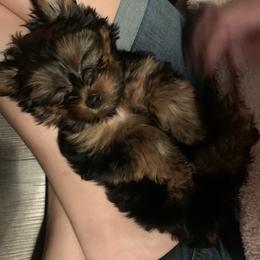 Yorkshire Terrier Puppies from Missy Lu Lap Puppies