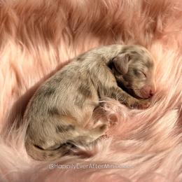 Pickles - Dapple male Dachshund puppy in Robesonia, Pennsylvania from Happily Ever After’s Puppies