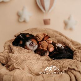 Wrenley - Phantom female Bernedoodle puppy in Grants Pass, Oregon from Royal Empire Bernedoodles