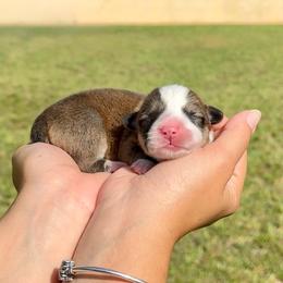 Cookie - Red and white male American Corgi puppy in Florida from Sunrise Corgis