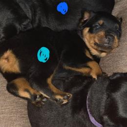 Light Blue, Boy - Black and mahogany male Rottweiler puppy in Greenville, Georgia from Rottbies